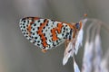 Butterfly - Spotted Fritillary (Melitaea didyma)