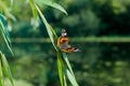 Butterfly Spreading its Wings Royalty Free Stock Photo