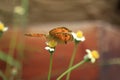 Butterfly spreading wings on a flower.  Nature background. Tropical  garden with  one brown butterfly. Royalty Free Stock Photo