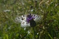 A beautiful Butterfly feeding on a flower on a sunny day.