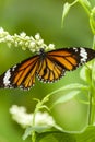 Butterfly on the Spring Flower in the garden Royalty Free Stock Photo