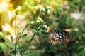 Butterfly spring garden Background Royalty Free Stock Photo