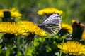 a butterfly in spring seasons