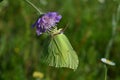 Butterfly spring time yellow Royalty Free Stock Photo