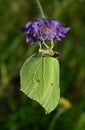 Butterfly spring time yellow Royalty Free Stock Photo