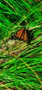 Butterfly springtime in Wellfleet Royalty Free Stock Photo