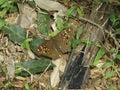 butterfly in sri lanka