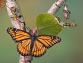 Butterfly stages Royalty Free Stock Photo