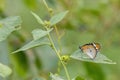 A butterfly standing on green leaf