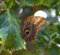 Butterfly and tree