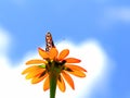 Butterfly standing on Mexican marigold flower