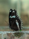 Butterfly is standing on road