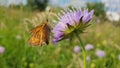 Butterfly Standing on a Scabiosa Flower in the Meadow