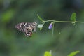 A butterfly, standing on a tree branch, sucking the essence of the flower, aceh