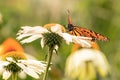 Butterfly standing in a white daisy Royalty Free Stock Photo