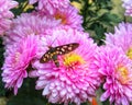 Butterfly stay on the chandramallika flowers