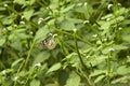 Butterfly stay on flower in Jungle