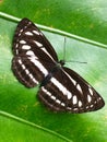 Top view of a butterfly stay on green leaf, location in Taiwan. nature, vertical, Mobile phone wallpaper