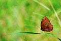 A butterfly stay on green leaf in Taiwan, insect, Asia, nature