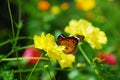 Butterfly stay on yellow flower