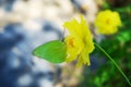 Butterfly stay on yellow flower