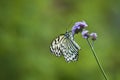 Butterfly on stem Royalty Free Stock Photo