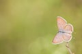 butterfly on a stem Royalty Free Stock Photo