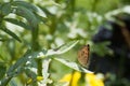 Butterfly with Stems and leaves Mexican marigold.