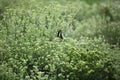 Butterfly in a stevia field