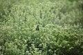 Butterfly in a stevia field