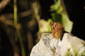 Butterfly on stone