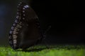 Butterfly on a stone surface in rainforest