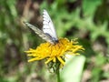 A butterfly with striped wings collects nectar from dandelions on a yakka sunny meadow Royalty Free Stock Photo