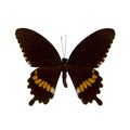 Butterfly stuffed : Common Mormon