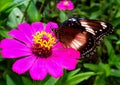 Butterfly suck nectar zinnia flower Royalty Free Stock Photo