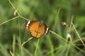 Butterfly sucking homey