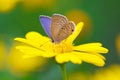 Butterfly sucking honey Royalty Free Stock Photo