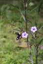 A butterfly sucking lavender flower essence, Aceh-Indonesia