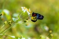 Butterfly sucking nectar on Bidens alba flower close up. Royalty Free Stock Photo