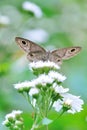 Butterfly sucking nectar in Taiwan, insect, Asia, nature, vertical Royalty Free Stock Photo