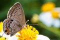 Butterfly sucking nectar on flower Royalty Free Stock Photo