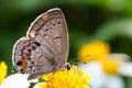 Butterfly sucking nectar on flower Royalty Free Stock Photo