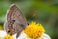 Butterfly sucking nectar on flower Royalty Free Stock Photo