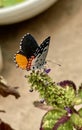 Butterfly Royalty Free Stock Photo