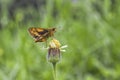 Butterfly Sucking