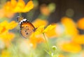 Butterfly sucking nectar from flowers Royalty Free Stock Photo