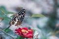 butterfly sucking nectar Royalty Free Stock Photo