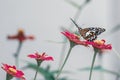 butterfly sucking nectar Royalty Free Stock Photo