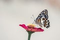 butterfly sucking nectar Royalty Free Stock Photo