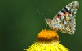 Butterfly sucking nectar . Royalty Free Stock Photo